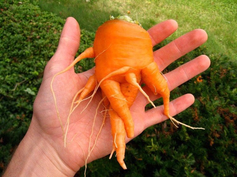 A hand holding an oddly shaped orange carrot outdoors.